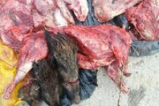 ۳۰۰ کیلوگرم گوشت گراز در سوادکوه کشف شد