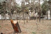 سوسک‌ها و ریزگردها، قاتلان خاموش درختان پایتخت / چرا گونه‌های مهاجم را جایگزین کردند؟