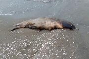 افزایش نگران‌کننده تلفات فوک خزری در سواحل مازندران