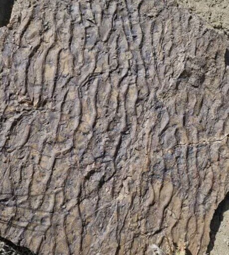 کشف رد پای جدید از دایناسورهای گوشتخوار در زرند + عکس