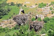 لک‌لک‌ها به شهر ری بر می‌گردند