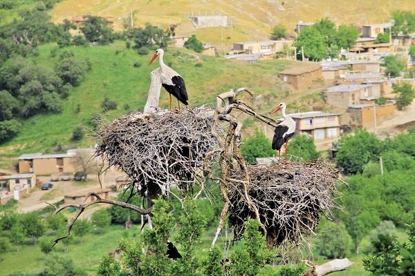 لک‌لک‌ها به شهر ری بر می‌گردند