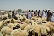 تأمین دام سالم برای عید قربان در سیستان و بلوچستان با نظارت میدانی