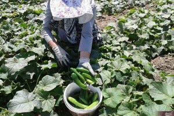 پیش بینی برداشت ۲۰۰ هزار تن خیار از اراضی کشاورزی باشت