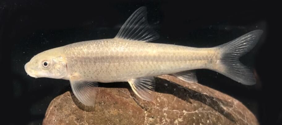 کشف یک گونه جدید ماهی در هرمزگان + عکس