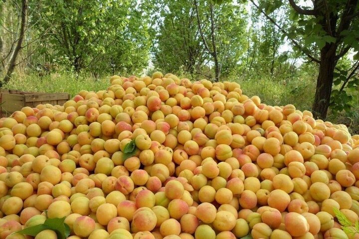 پیش‌بینی برداشت بیش از ۱۰ هزار تن زردآلو از باغات سیستان و بلوچستان