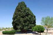 «ارس مراد» کهنسال‌ترین درخت ایران ثبت ملی شد