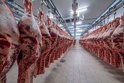 آغاز توزیع گوشت مرغ تنظیم بازار