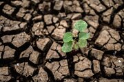 وقتی ژن‌ها، زمین‌های بایر را زنده می‌کنند / پاسخ چین به چالش امنیت غذایی