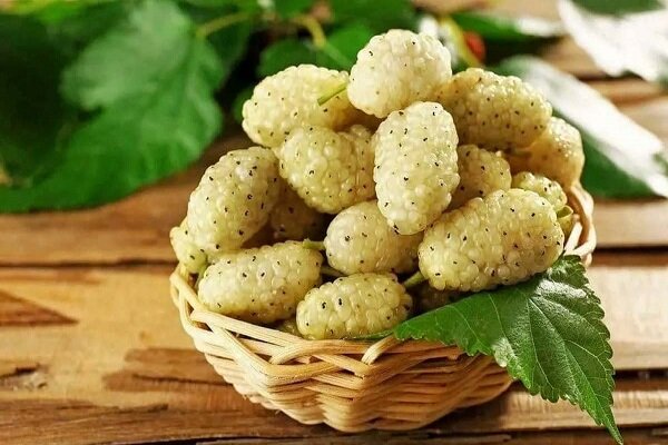 ۱۰ خاصیت شگفت‌انگیز توت سفید