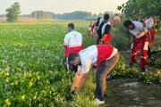 سنبل آبی تالاب آغوزبن بابل یک تهدید زیست‌محیطی بوده و باید پاکسازی شود