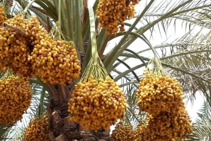 آغاز برداشت زودرس خرما در شهرستان دلگان