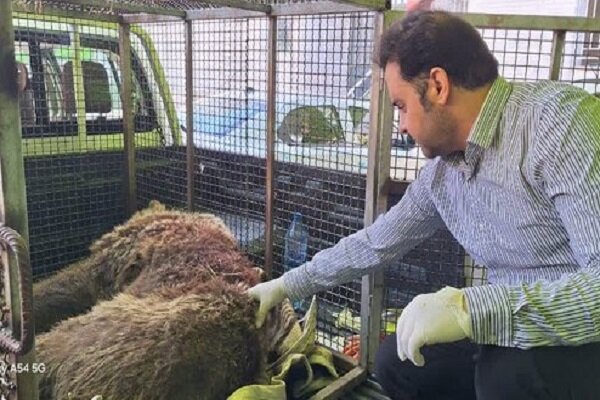 خرس قهوه ای زخمی دنا تلف شد