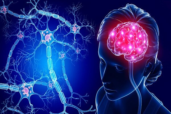 مغز انسان حتی در پیری هم نورون‌های جدید تولید می‌کند