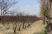 کاهش منابع آبی حیات درختان کهنسال منطقه را تهدید می‌کند