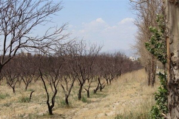 توسعه صادرات پسته را جدی دنبال میکنیم توسعه صادرات پسته را جدی دنبال میکنیم