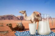 تاثیر شیر شتر بر درمان آسم