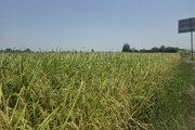 آغاز فصل برداشت برنج در مازندران