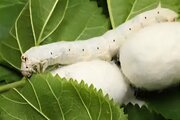 صنعت نوغانداری مازندران در مسیر افول