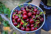۷ دلیل شگفت‌انگیز برای خوردن گیلاس