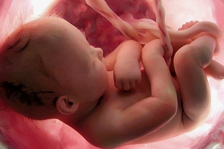 روز جهانی جنین‌شناسی؛ جشنی برای امید و تولد دوباره