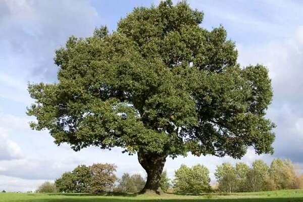 زنگ خطر نابودی زاگرس به صدا درآمد!