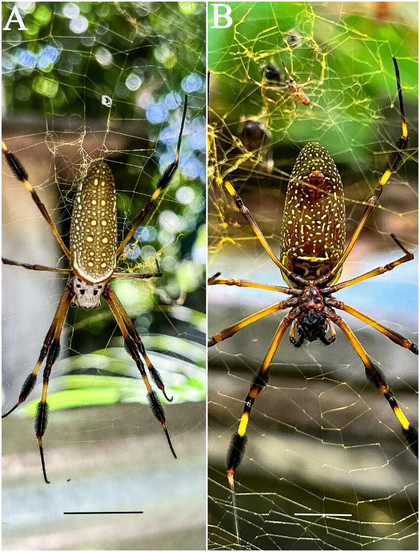 عنکبوتی که تارهایش طلایی است + عکس