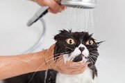 دلیل نفرت گربه‌ها ازخیس شدن چیست؟