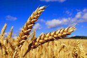 تداوم خرید تضمینی گندم در خراسان‌شمالی؛ تحویل بیش از ۴۹ هزار تن به دولت