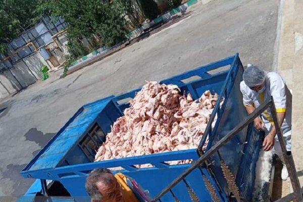 معدوم‌سازی بیش از ۲ تن گوشت آلوده در دماوند