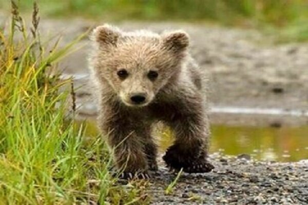 سرنوشت توله خرس گمشده در پردیسان چه شد؟
