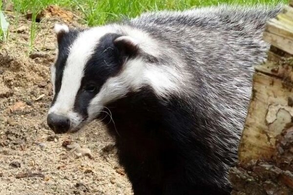 کشف "گنج گورستان ۹۰۰ ساله" توسط یک گورکن!