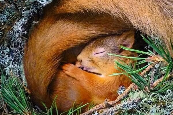 از خواب زمستانی تا درمان بیماری‌ها