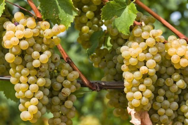 پیش‌بینی برداشت ۱۹۸۰ تُن انگور از باغات اسفراین