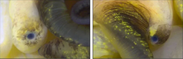 این حلزون کلید بازسازی چشم انسان را در دست دارد