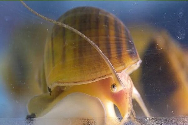 این حلزون کلید بازسازی چشم انسان را در دست دارد