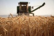 تحویل ۵۰ هزار تن گندم به دولت؛ مطالبات گندمکاران خراسان‌شمالی در حال پرداخت