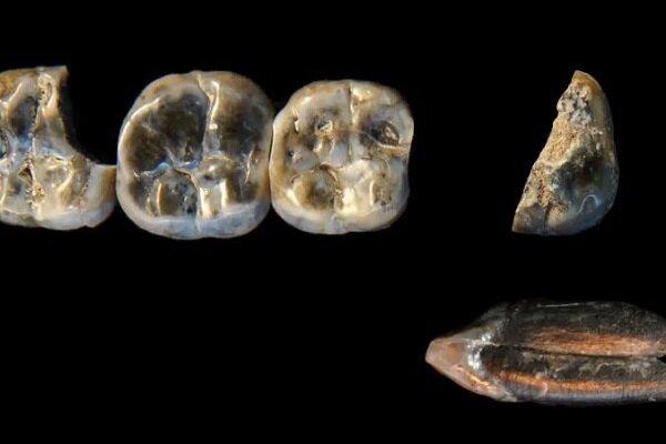 کشف قدیمی‌ترین انسان در اتیوپی! + عکس