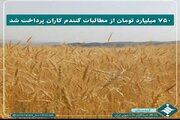 ۷۵۰میلیارد تومان از مطالبات گندم کاران پرداخت شد