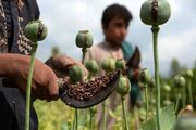 احتمال کشت رسمی مواد مخدر برای تأمین دارو