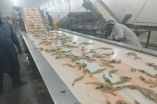 آغاز برداشت میگوی پرورشی در سیستان و بلوچستان