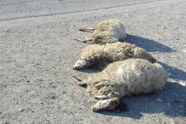 تلف شدن ۱۹ رأس دام در برخورد خودرو سواری دنا در کاشمر