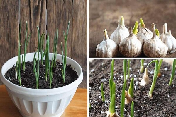آموزش کاشت سیر در گلدان به روشی ساده