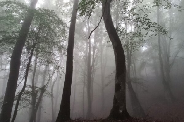 امکان جذب ۱۲۰ میلیون متر مکعب آب از مه‌بارش فقط در فصل رویش