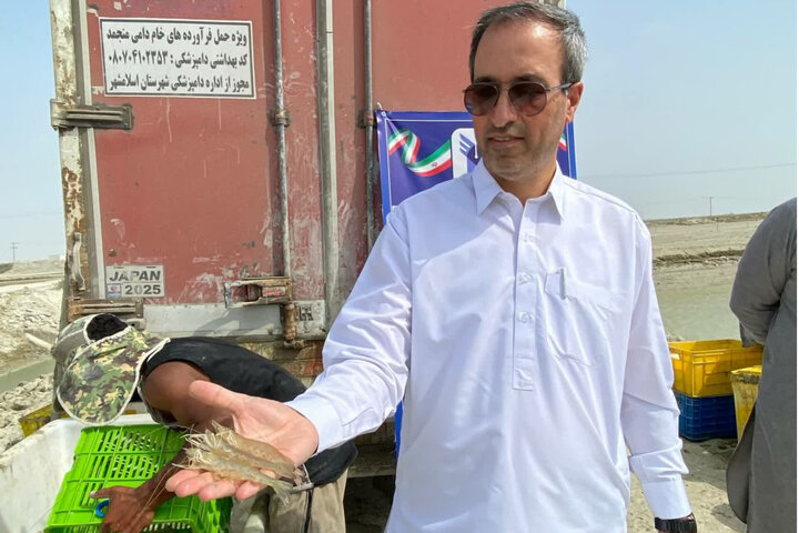 برداشت بیش از ۵۰ تن میگو در مزارع دانشگاه آزاد سیستان و بلوچستان