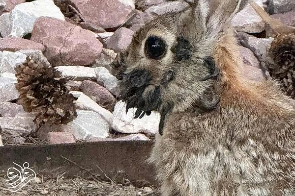 عجیب و ترسناک اما واقعی؛ خرگوش‌های آمریکایی شاخ درآوردند! + عکس