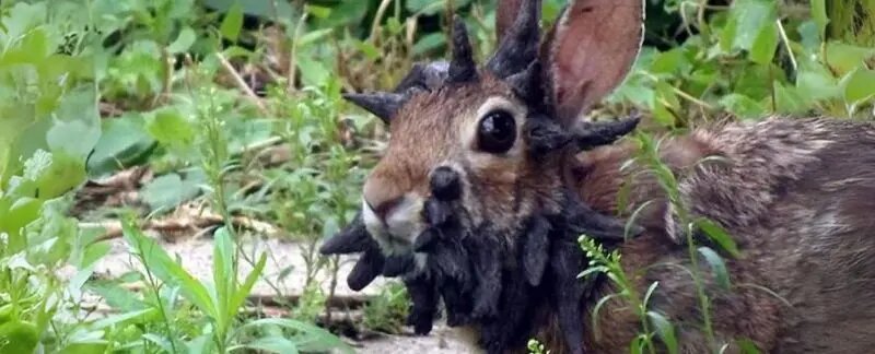 عجیب و ترسناک اما واقعی؛ خرگوش‌های آمریکایی شاخ درآوردند! + عکس