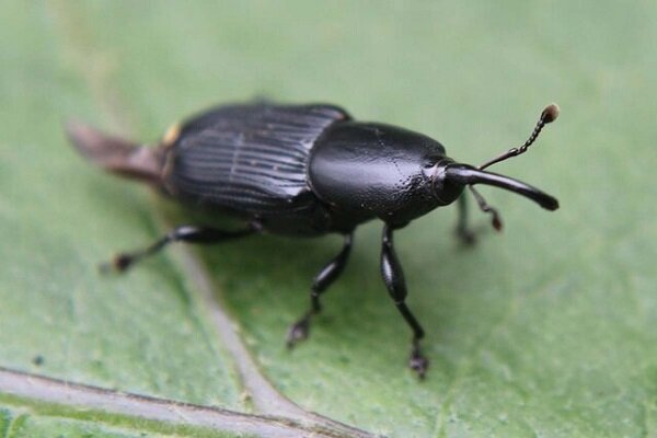 سوسکچه‌های آفریقای جنوبی در جهنم هم زنده می‌مانند