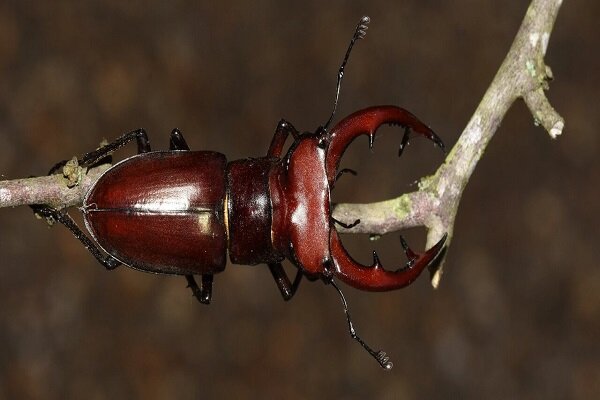 گران‌ترین حشره دنیا ؛ سوسکی که ۹ میلیارد تومان خریداری شد!