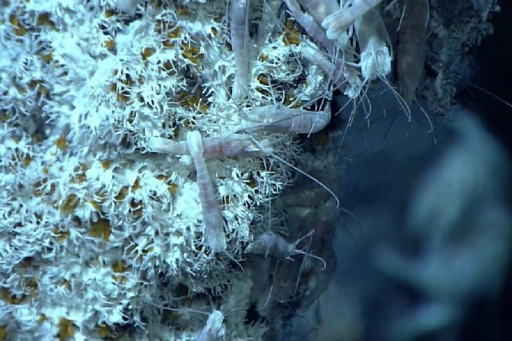 کشف کرم زردرنگ درخشان که سم را به طلا تبدیل میکند! + عکس